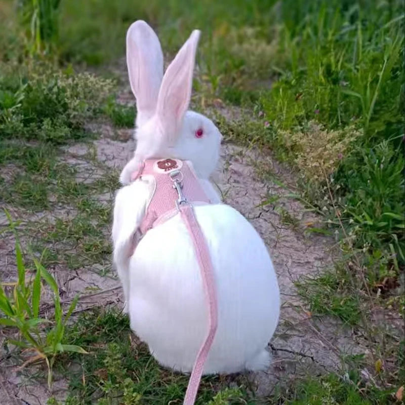 Conjunto de Arnés y Correa para Conejo, Chaleco Acolchado para Mascotas, Accesorios Lindos para Caminar al Aire Libre